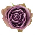 Роза-Rosa-Tiara-40cm-PE 12b8f291-bfa9-11ec-0a80-0b4c000afab2