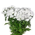 Хризантема сант-Chrysant sant-Baykal 12b90159-8afa-11ef-0a80-156c0012c73e