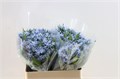 Амсония-Amsonia-Tab Night Sk-50cm 12b98711-bfa5-11ec-0a80-0b4c0007927d