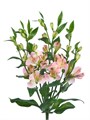 Альстромерия-Alstroemeria-Charmelia 12c77ed7-8afa-11ef-0a80-156c0012c747