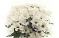 Хризантема куст-Chrysant Tr-Ilonka-70cm-75gr 01227192-bfa6-11ec-0a80-0b4c000865b7