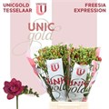 Фрезия-Freesia-Expression 12cf73b8-8afa-11ef-0a80-156c0012c74d