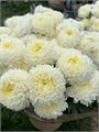 Хризантема Фред Краснодар 12dc0ef4-7a39-11ee-0a80-02dc000d87e5