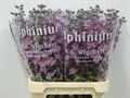 Дельфиниум-Delphinium-E Dewi Melody 12e800bf-8afa-11ef-0a80-156c0012c75c