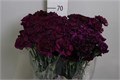 Гвоздика ст-Dianthus st-Moontea-70cm 12f20368-bfa4-11ec-0a80-0b4c00069957