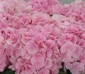 Гортензия-Hydrangea-Verena Pink Pale--80cm 12f8c72f-6923-11ef-0a80-002e0044f385