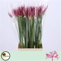 Нерине-Nerine-Bo Favoriet-70cm 12fe970f-6902-11ef-0a80-04d00083ac07
