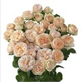 Роза куст-Rosa sp-Gentle Trendsetter--60cm-RS 13013795-ce80-11ee-0a80-1412002c6797
