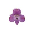 Альстромерия-Alstroemeria-Purple-60cm-QA 1305278f-6a9f-11ed-0a80-07f70001e25f