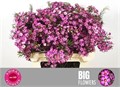 Ваксфлауэр-Chamelacium-Un Purpl Dream-80cm-95gr 012991d1-ce3b-11ed-0a80-10030009eb32