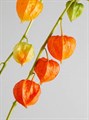 Физалис-Physalis-Orange-70cm 13093cfa-6902-11ef-0a80-04d00083ac10