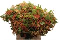 Вибурнум-Viburnum-Op Compactum Ex-80cm 13252919-6902-11ef-0a80-04d00083ac17