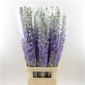 Дельфиниум-Delphinium-Purple Heart-100cm--Bg 13402be9-d650-11ed-0a80-0139001da596