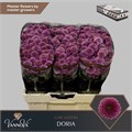 Хризантема сант-Chrysant sant-Doria-55cm-130gr 0130a52a-7f55-11f0-0a80-16d3001bd039