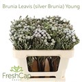 Бруния-Brunia-Leavis (silver Brunia) Young-50cm 13447e08-bfa5-11ec-0a80-0b4c00079311
