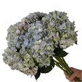 Гортензия-Hydrangea-Magical Tender Love Purple-70cm-Ft 134b6a14-cca1-11ee-0a80-01f10008be82