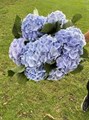 Гортензия-Hydrangea-Verena Blue Pale-90cm 13517d9e-6902-11ef-0a80-04d00083ac44