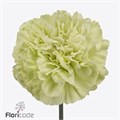 Гвоздика ст-Dianthus st-Lege Verde-65cm 13530e5b-bfa4-11ec-0a80-0b4c000699c5