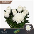 Хризантема одн-Chrysant Gr-Undercover-70cm-75gr 1356d80e-6902-11ef-0a80-04d00083ac51