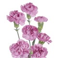Гвоздика куст-Dianthus spray-Lavender-60cm-AO 136f636a-8c86-11ef-0a80-1573001460ed