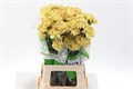 Гвоздика ст-Dianthus st-Mustard-70cm 1375d032-bfa4-11ec-0a80-0b4c000699f2