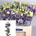 Лизиантус G-Lisianthus G-Du Alissa Blue-70cm 1377a9bd-6902-11ef-0a80-04d00083ac95