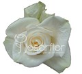 Роза-Rosa-Vendela-40cm-QA 139142d9-bfa9-11ec-0a80-0b4c000afbbd