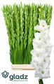 Гладиолус Gr-Gladiolus Gr-Serena Ex-120cm 1392cbbf-6902-11ef-0a80-04d00083ac98