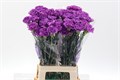 Гвоздика ст-Dianthus st-Moonlite-70cm 139b9472-bfa4-11ec-0a80-0b4c00069a1b