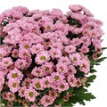 Хризантема сант-Chrysant sant-Rossi Pink-55cm--100gr 0132fbb7-4858-11f0-0a80-04f3002d0fdc