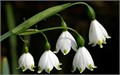 Белоцветник-Leucojum-Aestivum--40cm 13a1a74d-bfa5-11ec-0a80-0b4c00079378
