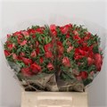 Анемон-Anemone-Sup Red-40cm-DA 13a56af9-b5e6-11ed-0a80-08f7004a349f