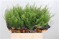 Тласпи-Thlaspi-Green Bell-80cm 13ab4b08-6902-11ef-0a80-04d00083aca2