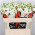 Лизиантус G-Lisianthus G-Du Allisa Pure White Ex-70cm 13b11106-6902-11ef-0a80-04d00083aca5