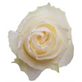 Роза-Rosa-Coldplay-/60cm-PE 13b4fa21-e124-11ee-0a80-0745000f534b