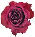 Роза-Rosa-Blueberry-40cm-PE 13c882ef-a22f-11ed-0a80-00b50012b3ac