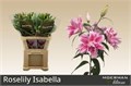 Лилия-Lilium-Or Du Rl Isabella-95cm 01367bd8-8bf4-11ed-0a80-070800d38ce4