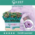 Лизиантус G-Lisianthus G-Du Corelli Lavendel-70cm 13de6a00-6902-11ef-0a80-04d00083acb3