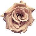 Роза-Rosa-Toffee-40cm-PE 13e00b13-bfa9-11ec-0a80-0b4c000afc30