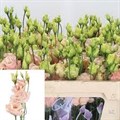 Лизиантус G-Lisianthus G-Du Alissa L Apricot-70cm 13e41580-6902-11ef-0a80-04d00083acb6