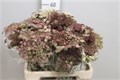 Даукус-Daucus-Carota Dara--60cm 13f2c833-bfa5-11ec-0a80-0b4c000793ea