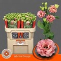 Лизиантус G-Lisianthus G-Du Sabrina Orange-70cm 13f4309e-6902-11ef-0a80-04d00083acc0