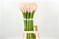 Калла-Zantedechia-Ae Eyd Salmon-90cm 13f48670-bdae-11ee-0a80-0f0b0026597f
