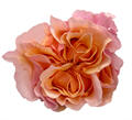 Роза-Rosa-Mayra's Peach-40cm-FL 0136d6cd-bfa9-11ec-0a80-0b4c000ae770
