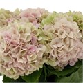 Гортензия-Hydrangea-Verena Pink Classic-80cm 142a6e3a-6902-11ef-0a80-04d00083acce