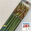 Амариллис St-Hippeastrum St-Ga Pink Amazone X 12-80cm 013bb868-8bf4-11ed-0a80-070800d38ce7