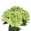 Гортензия-Hydrangea-Emerald Classic-80cm 142fadfa-6902-11ef-0a80-04d00083acd1