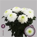 Хризантема одн-Chrysant Gr-Magnum-70cm-105gr 143710ba-bfa6-11ec-0a80-0b4c000879fc