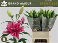 Лилия-Lilium-Or Grand Amour (double)-95cm 14497c5a-6902-11ef-0a80-04d00083ad28