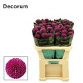 Хризантема одн-Chrysant Gr-Gustav-70cm-85gr 144b59b6-bfa6-11ec-0a80-0b4c00087a0f